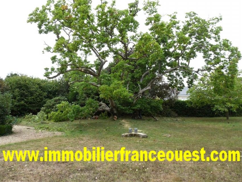 immobilier Sarthe (72):12. Grand jardin avec de beaux arbres.