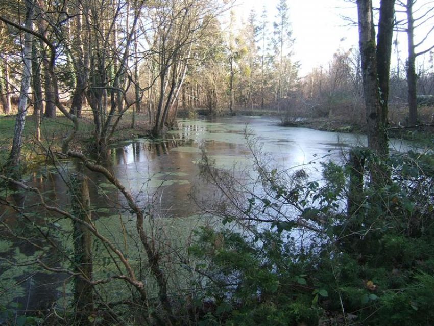 Propriete en Sarthe avec étang bois et prairies