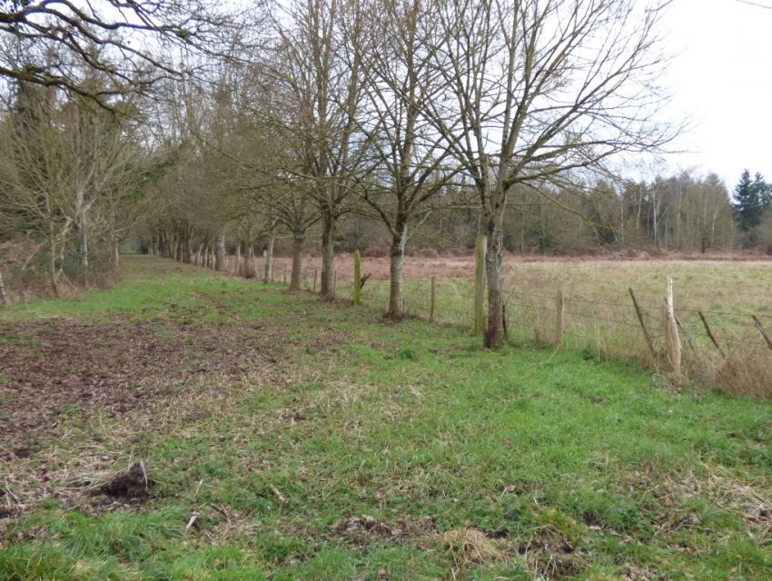 Propriété campagnarde - Sarthe (72) - Secteur Sablé sur Sarthe (15 min.) - Allée cavalière dans le domaine.