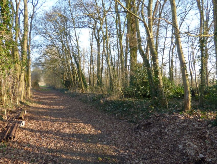 Allée cavalière dans le bois 