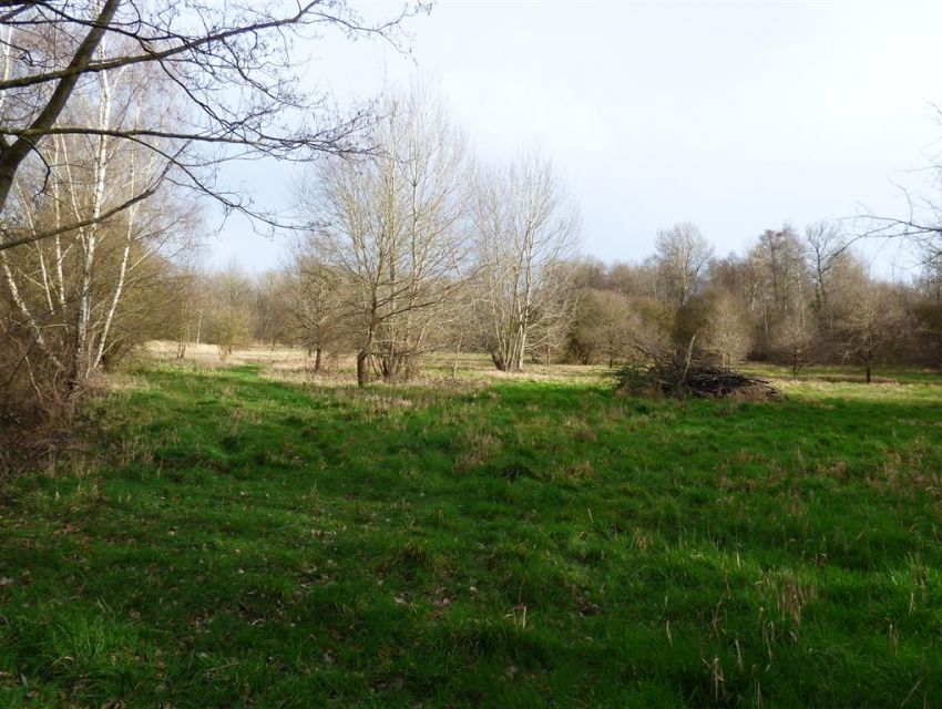 Prairies naturelles et sauvages en lisière de bois.