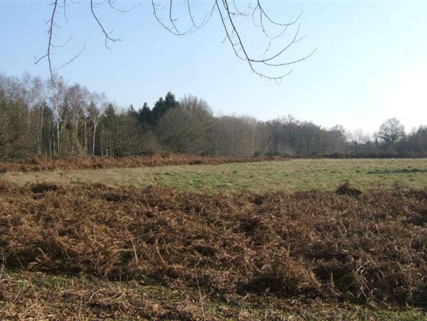 Sarthe - 15 minutes de Sablé sur Sarthe - Domaine de chasse - prairies en lisière de bois