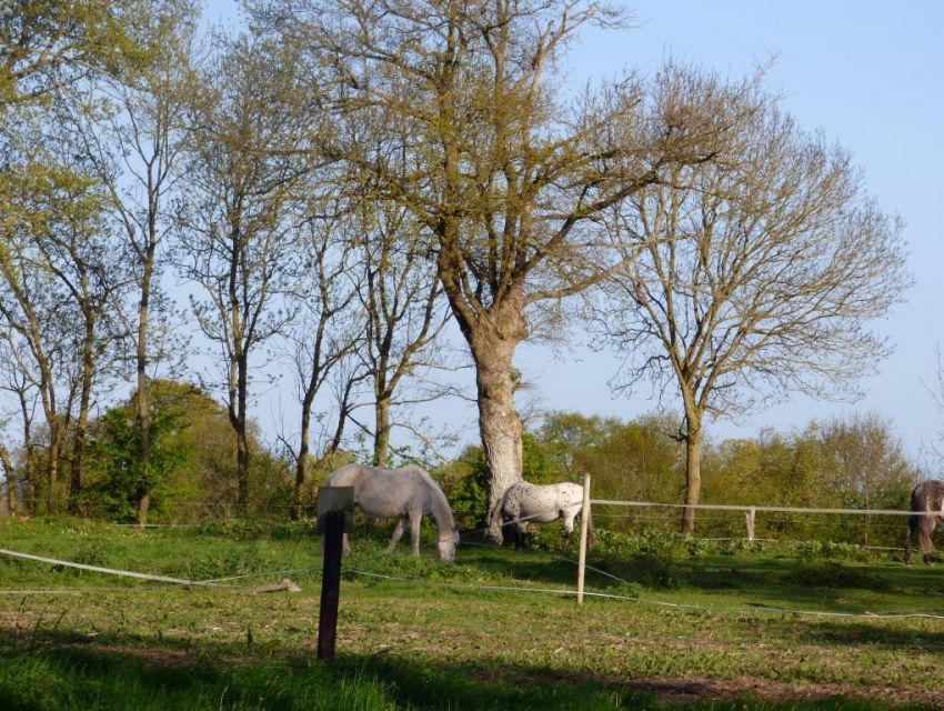 propriété agro-forestiere en Anjou aux confins de la Mayenne de la Sarthe et du 49