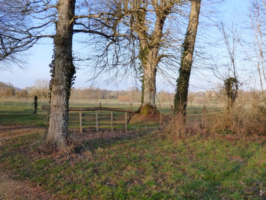 Bois planté de chênes - prairie attenante 